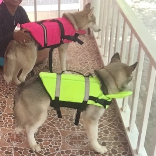 Dogtalog เสื้อชูชีพสุนัข Dogtalog แบบมีรองคอถอดได้ สีชมพู Pink