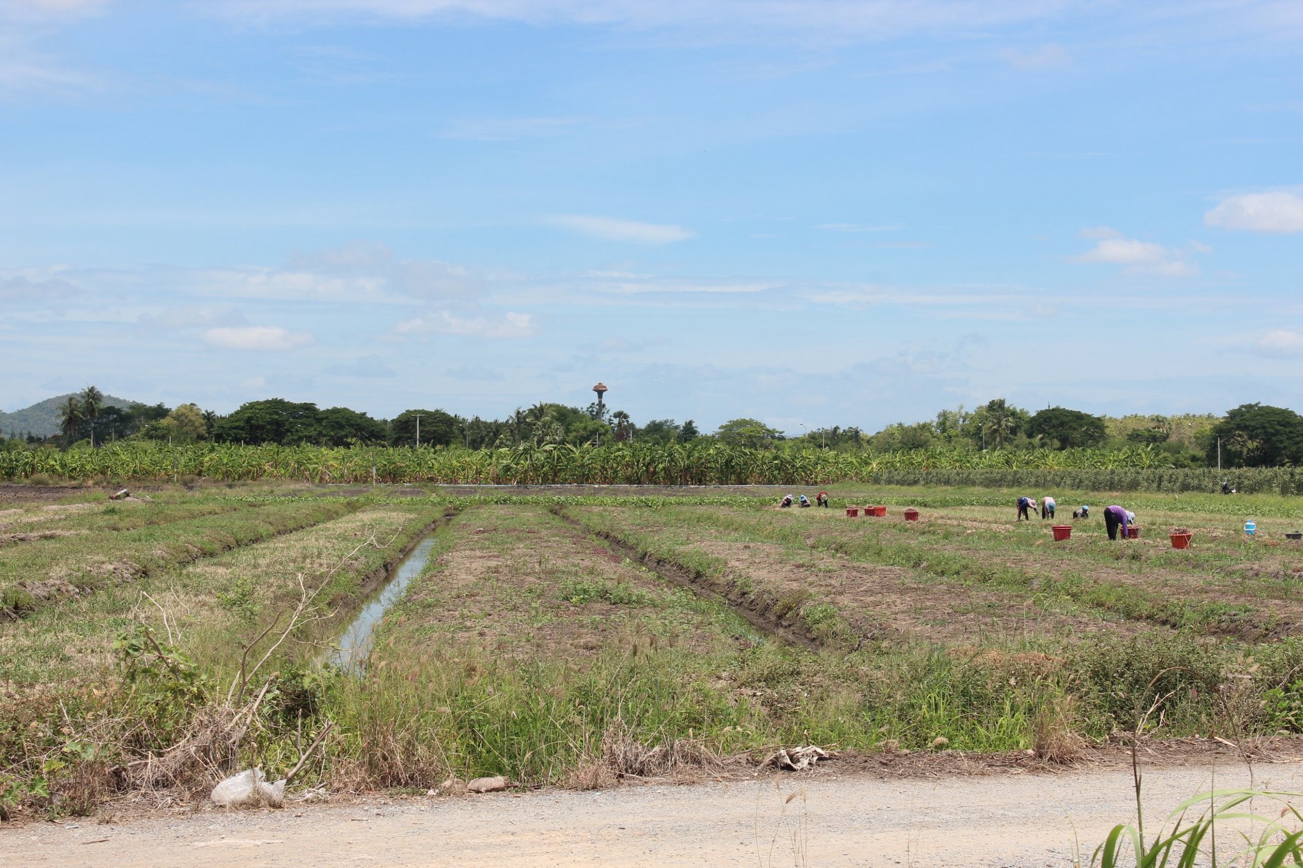 🍄ติดทรัพย์🍄ขายที่ดิน อ.อู่ทอง สุพรรณบุรี ใกล้สวนสวรรค์ ตลาดสีเขียวสุพรรณบุรี 37 ไร่ 1 งาน 93 ตรว ขายยกแปลง 9 ล้าน สถานที่ท่องเที่ยวชมพืชพันธุ์ดอกไม้ ทุ่งทานตะวัน มีถนนตัดผ่านรอบพื้นที่ ทำทางถนนรอบที่ ให้เรียบร้อย มีบ่อบาดาลในที่ 2 บ่อ มีคล