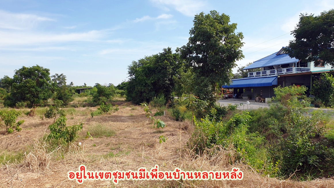 💰ติดทรัพย์💰ขายสวนมะม่วงน้ำดอกไม้สีทอง 6 ไร่ 3 งาน 70 ตารางวา ขายยกแปลง 4.8 ล้าน อ.เมือง จ.สุพรรณบุรี หน้ากว้างติดถนน 64 เมตร ลึก 172 เมตร ที่ดินติดถนนลาดยางทางหลวงชนบท 3006