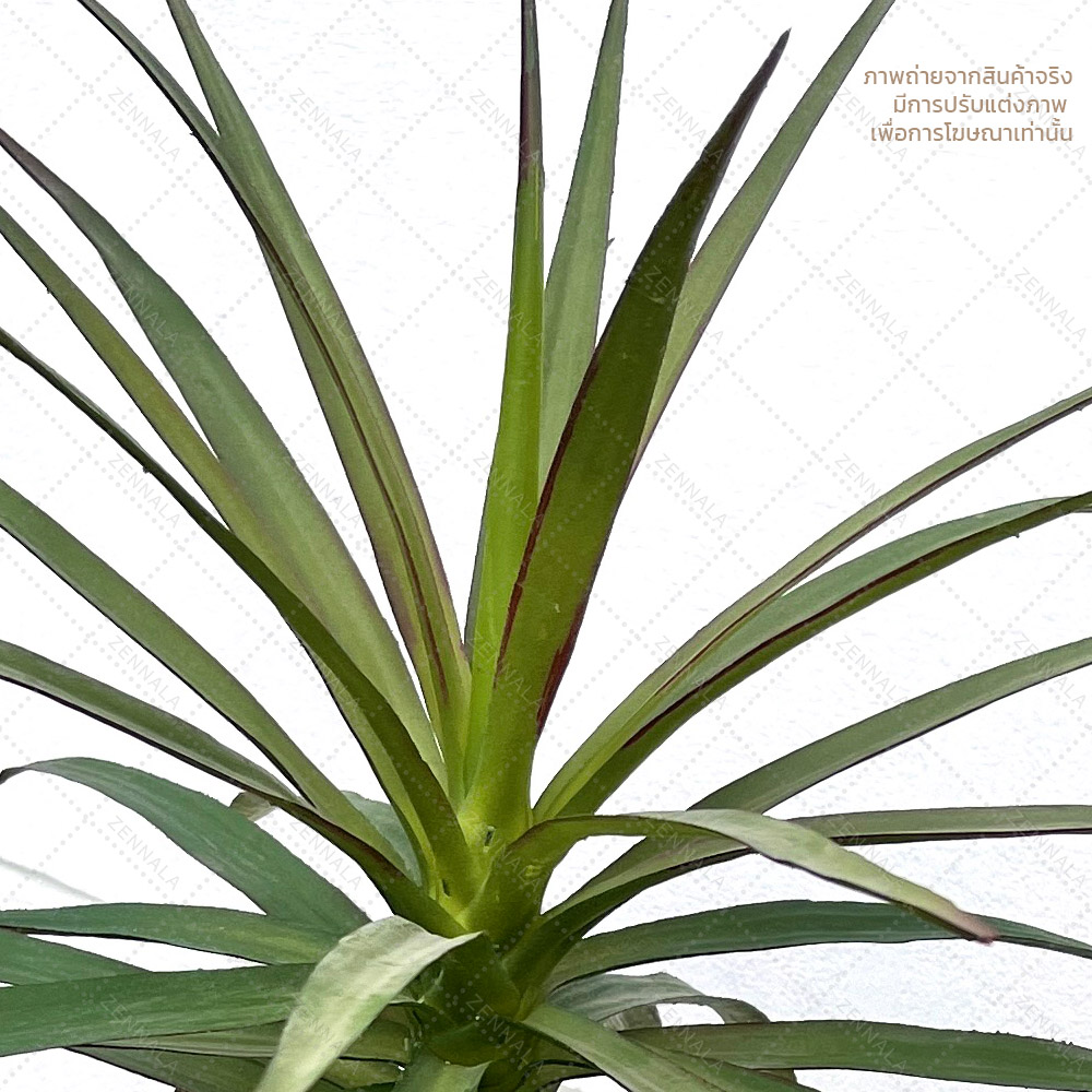 ต้น Dracaena draco ดราแคนน่า จันผาเลือดมังกร พร้อมกระถางดำ มี 2 ไซส์ให้เลือก