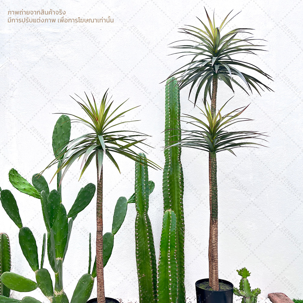 ต้น Dracaena draco ดราแคนน่า จันผาเลือดมังกร พร้อมกระถางดำ มี 2 ไซส์ให้เลือก