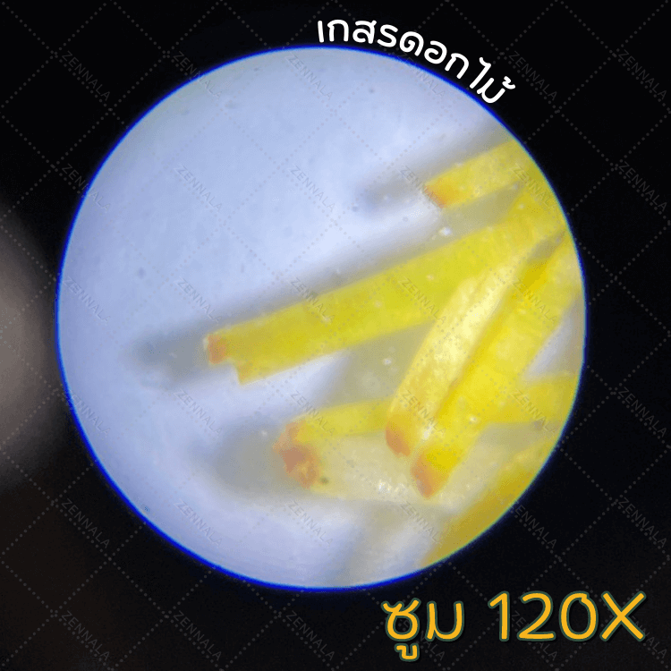 กล้องจุลทรรศน์ขนาดพกพา 60X - 120X