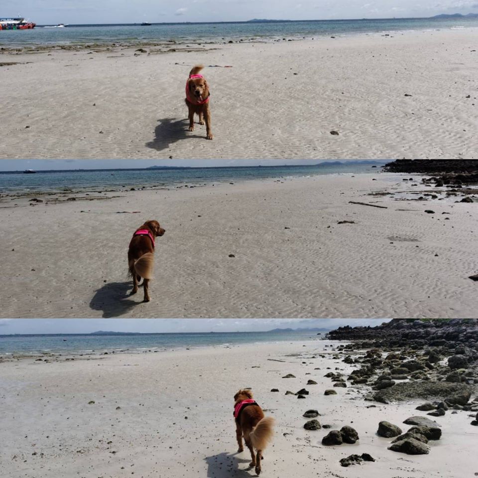 เสื้อชูชีพสุนัข Dogtalog เบอร์ XXL