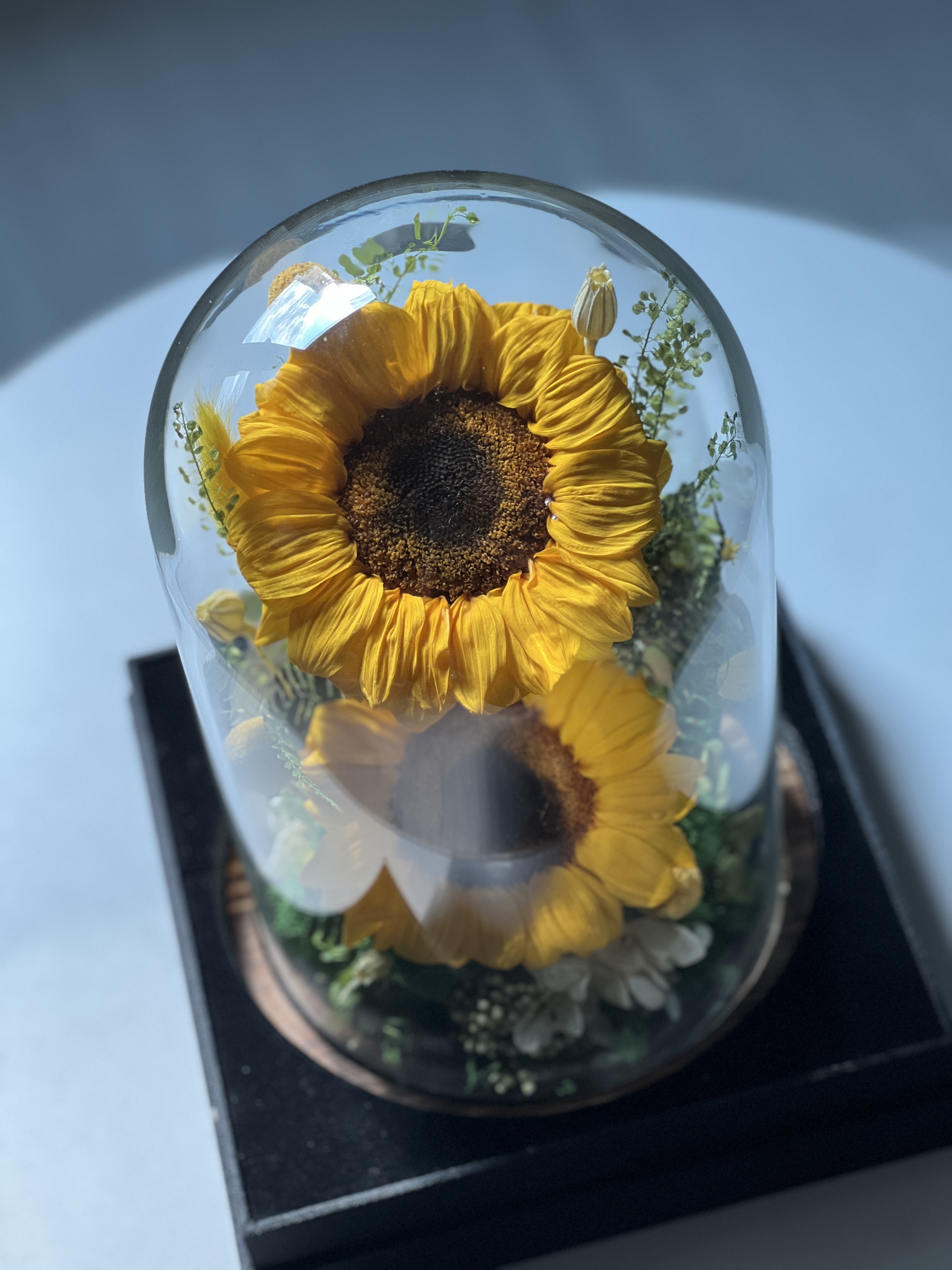 ดอกทานตะวันในโหลแก้ว