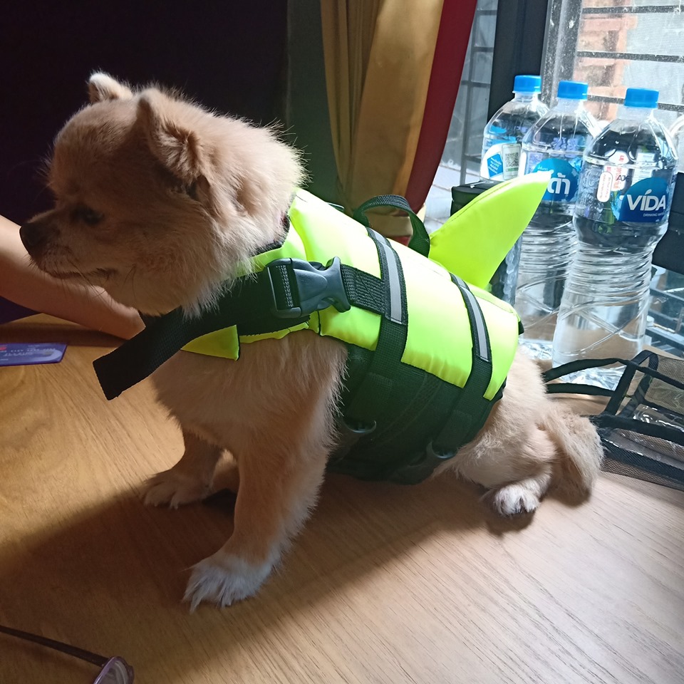 เสื้อชูชีพสุนัขแบบหางฉลาม สีเขียว