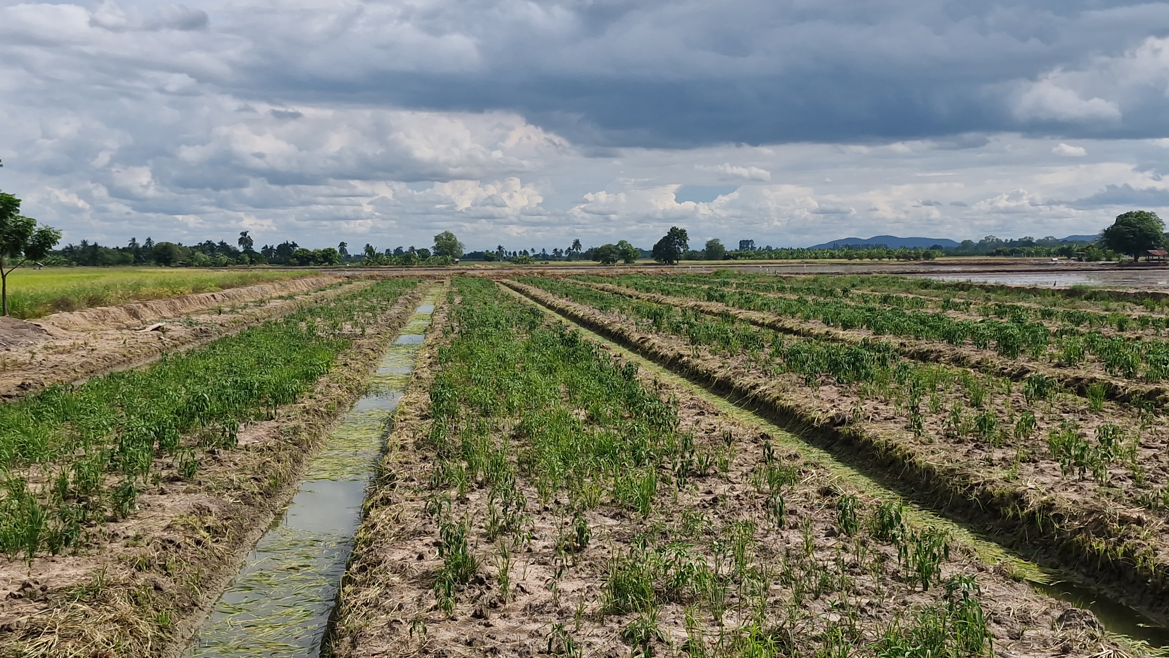 ที่ดินสวย 8 ไร่ 3 งาน 43 ตร.ว. อู่ทอง สุพรรณบุรี หน้ากว้างติดถนนลาดยาง 127 ม. ลึก 153 ม. ทำเลดี มีบ่อน้ำธรรมชาติ ขายเพียง 3.39 ล้าน เหมาะลงทุนหรือทำโครงการ หรือปลูกบ้านพักยามเกษียน ทำเกษตรพอเพียงหรือโคกหนองนา✨