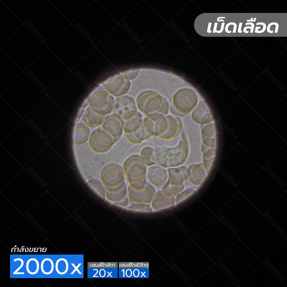 กล้องจุลทรรศน์ Trinocular 2000x ระบบ Infinity มีช่องต่อกล้อง ต่อจอเสริม รุ่น CM2000