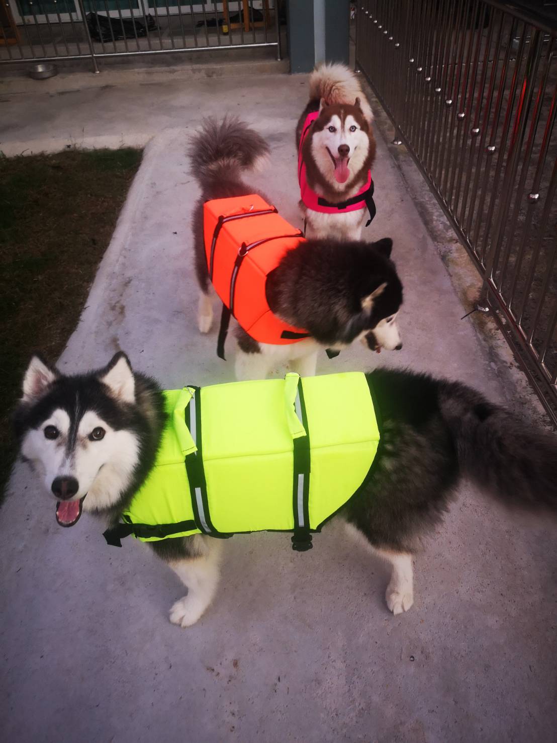 เสื้อชูชีพสุนัข Dogtalog เบอร์ XXL