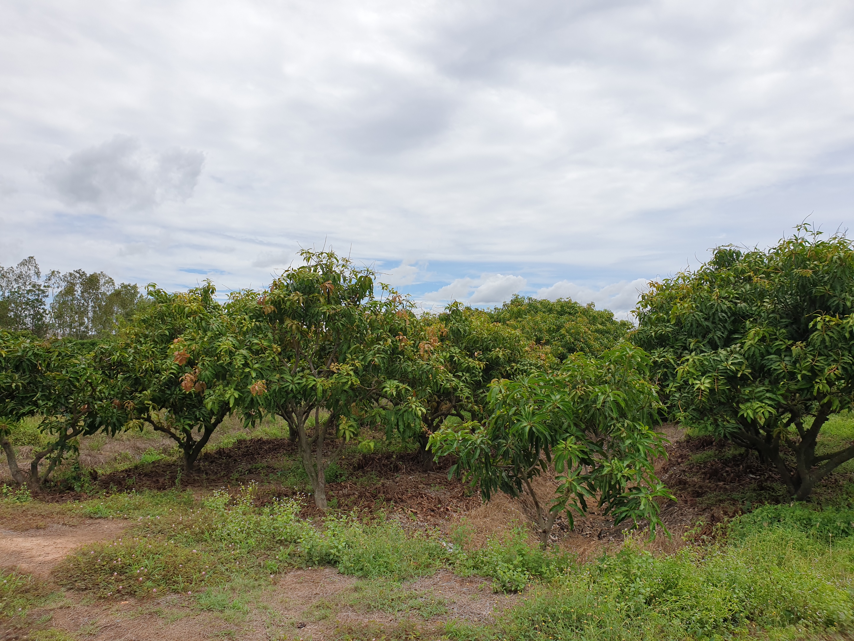 💰ขายแล้ว💰ขายที่ดินสวนมะม่วง ต.สนามคลี อ.เมือง จ.สุพรรณบุรี ขายที่ดินสวนมะม่วง 7-1-50 ไร่ ไร่ละ 480,000 บาท ติดถนนทางหลวงชนบท 3006