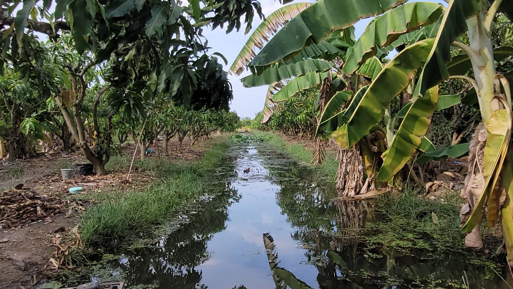 ขายบ้านพร้อมสวนมะม่วง 3 ไร่ ราคา: 3.5 ล้านบาท ติดถนนลาดยาง อ.เมือง จ.สุพรรณบุรี โอกาสทองสำหรับผู้รักบ้านสวน! กำลังมองหาบ้านพร้อมสวนผลไม้ บรรยากาศดี ร่มรื่น สงบ