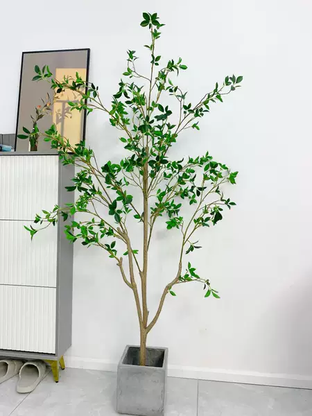 ต้นคามิลเลีย Camellia Japonica 150cm / 180 cm