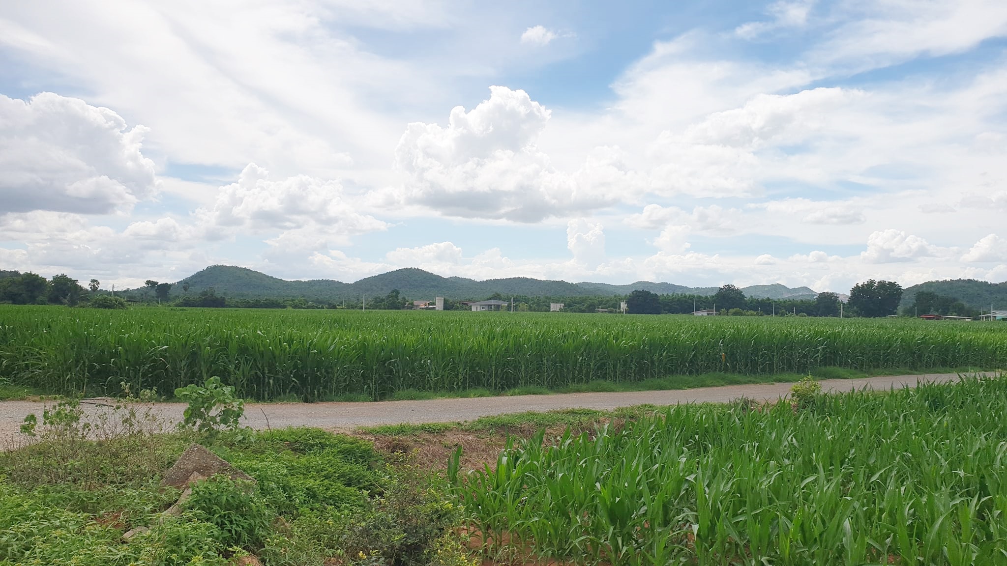 ขายที่ดินวิวภูเขา ชัดรอบทิศ วิวร้อยล้าน ขายราคาหลักแสน ต.พลับพลาไชย อ.อู่ทอง จ.สุพรรณบุรี เนื้อที่ 11 ไร่ 2 งาน 28 ตรว ไร่ละ 480,000 บ. ทางสาธารณะกว้าง 6 เมตร วิวเขา 180 องศา จากถนนทางหลวงชนบทลาดยางเข้ามาประมาณ 80 เมตร ดินดี ที่สวย บรรยากาศดี วิวภูเขารอบท