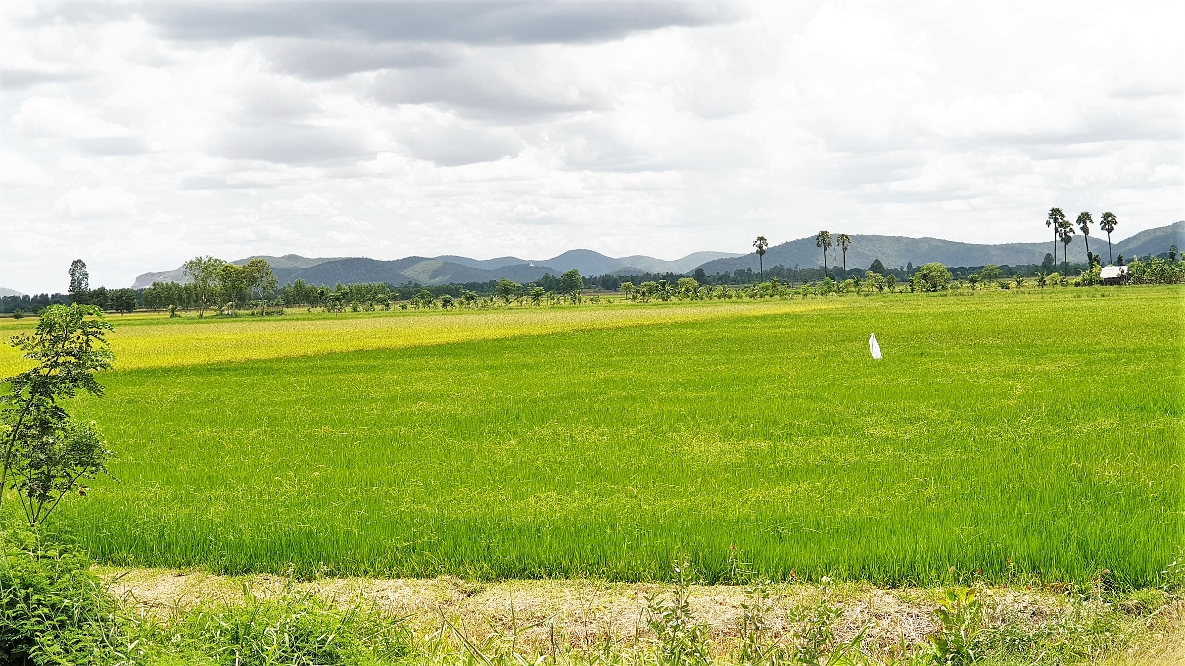 💰ขายแล้ว💰ที่ดินแปลงสวย เนื้อที่ 2-1-55 ไร่ ติดถนนทางหลวง 333 อ.อู่ทอง จ.สุพรรณบุรี น้ำท่าอุดมสมบูรณ์ ไฟฟ้า 3 เฟส