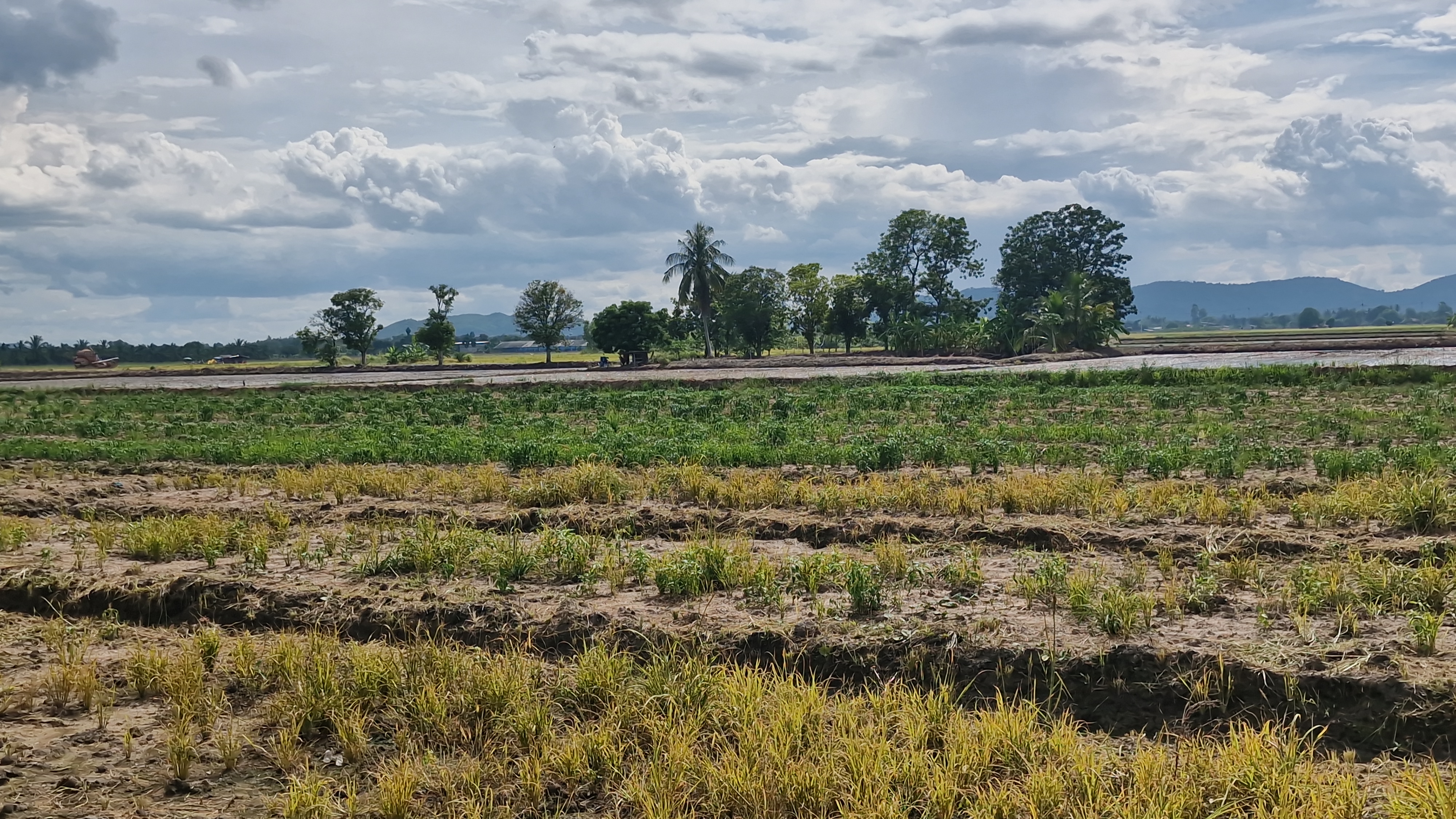 ที่ดินสวย 8 ไร่ 3 งาน 43 ตร.ว. อู่ทอง สุพรรณบุรี หน้ากว้างติดถนนลาดยาง 127 ม. ลึก 153 ม. ทำเลดี มีบ่อน้ำธรรมชาติ ขายเพียง 3.39 ล้าน เหมาะลงทุนหรือทำโครงการ หรือปลูกบ้านพักยามเกษียน ทำเกษตรพอเพียงหรือโคกหนองนา✨