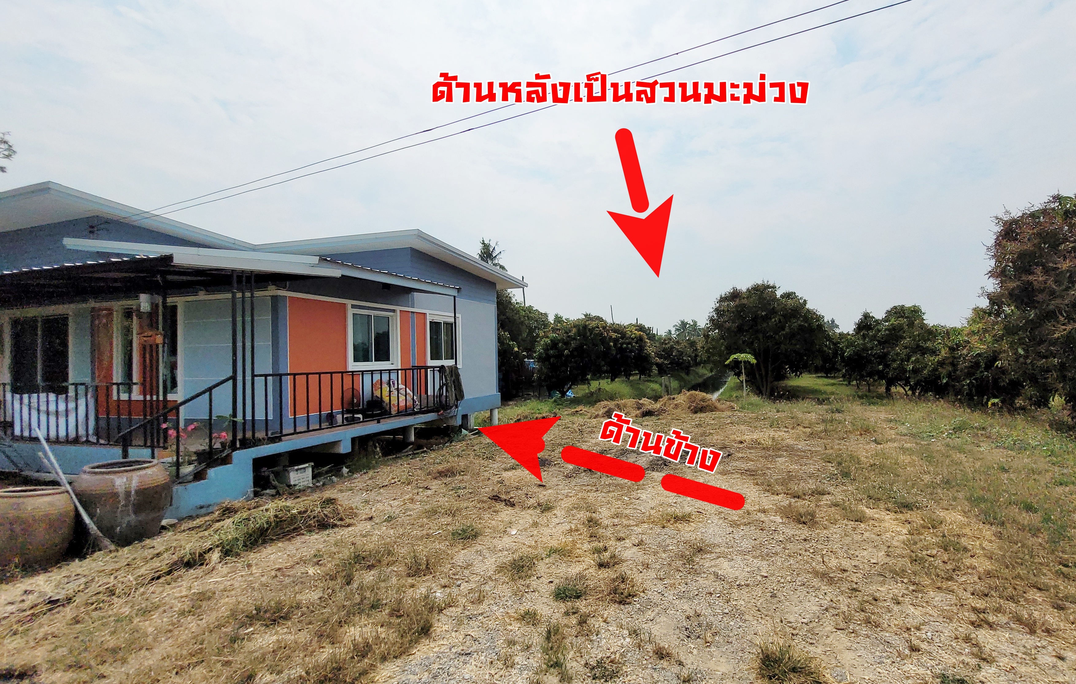 💰ขายแล้ว💰ขายบ้านเดี่ยวบ้านสวน พร้อมสวนมะม่วงน้ำดอกไม้สีทอง เนื้อที่ 2 ไร่ 3 งาน 72 ตรว ต.สนามคลี อ.เมือง จ.สุพรรณบุรี . ติดถนนลาดยาง หน้ากว้าง 24 เมตร ลึกยาว 200 เมตร 🍁มะม่วงน้ำดอกไม้สีทองประมาณ 250 ต้น อา