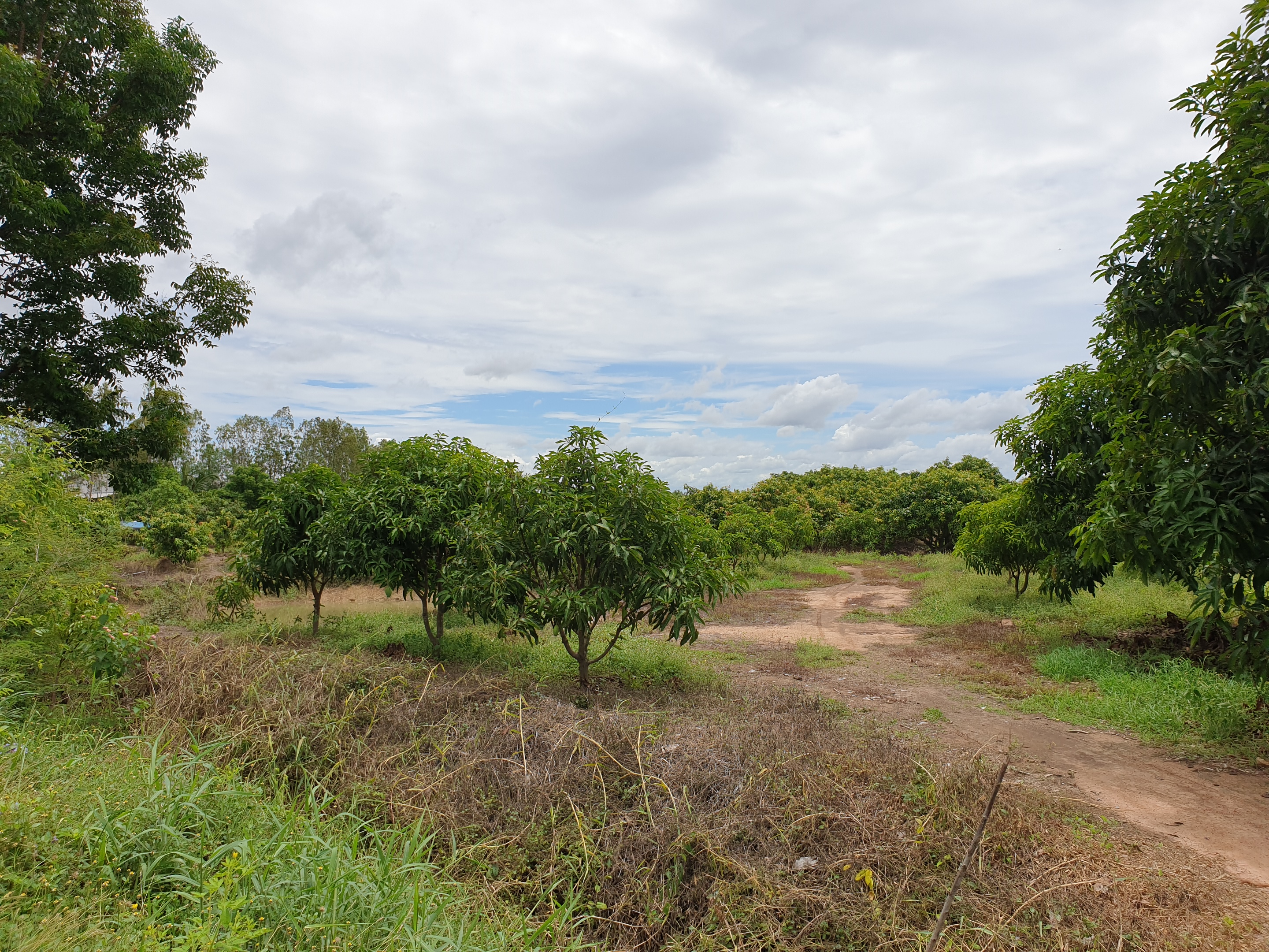 💰ขายแล้ว💰ขายที่ดินสวนมะม่วง ต.สนามคลี อ.เมือง จ.สุพรรณบุรี ขายที่ดินสวนมะม่วง 7-1-50 ไร่ ไร่ละ 480,000 บาท ติดถนนทางหลวงชนบท 3006