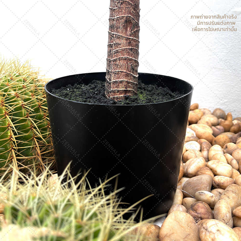 ต้น Dracaena draco ดราแคนน่า จันผาเลือดมังกร พร้อมกระถางดำ มี 2 ไซส์ให้เลือก