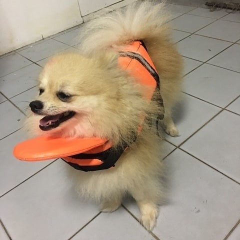 เสื้อชูชีพสุนัข Dogtalog แบบมีรองคอถอดได้ : สีส้ม