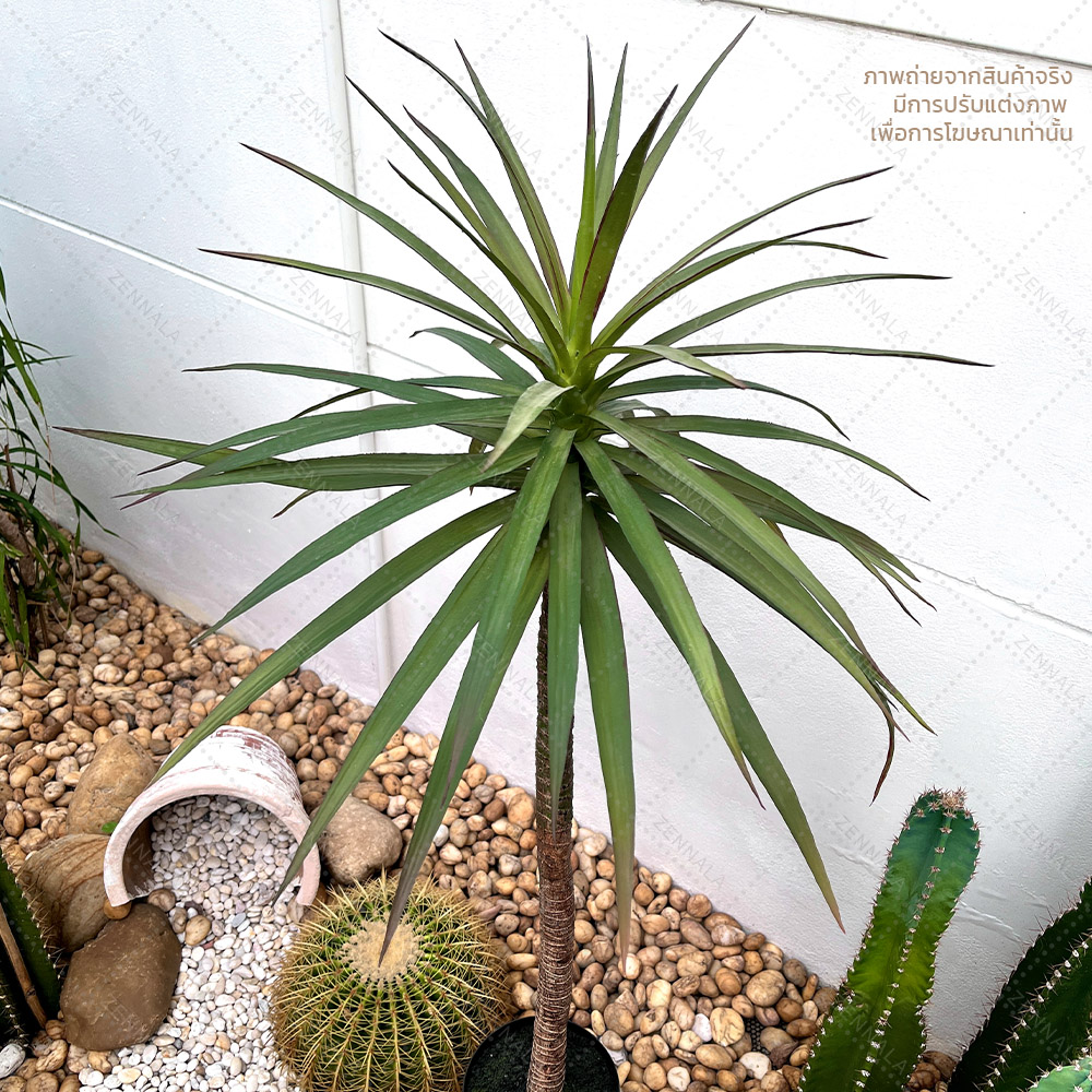 ต้น Dracaena draco ดราแคนน่า จันผาเลือดมังกร พร้อมกระถางดำ มี 2 ไซส์ให้เลือก