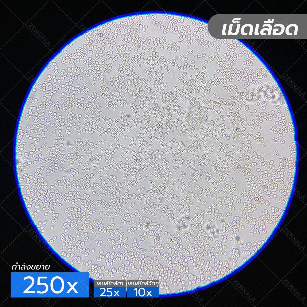 กล้องจุลทรรศน์ 2 ตา Trinocular 2500x มีช่องต่อกล้อง ต่อจอเสริม รุ่น BX25