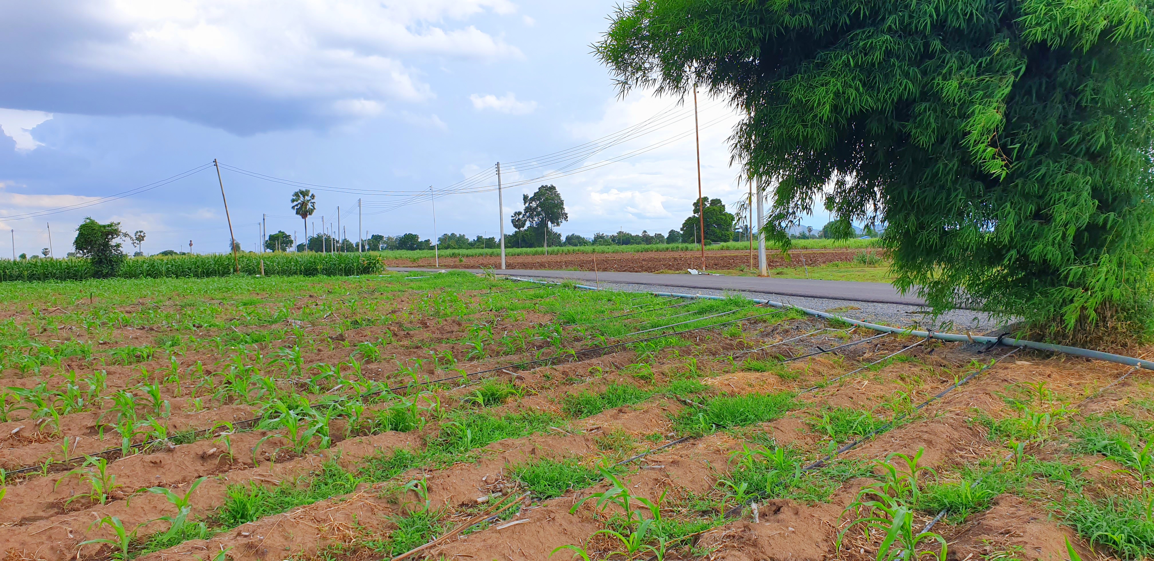 💰ขายแล้ว💰ขายที่ดินวิวสวย ติดถนนลาดยาง บรรยากาศดี วิวทิวทัศน์สวยงาม อ.อู่ทอง จ.สุพรรณบุรี เนื้อที่ 10 ไร่ ราคาไร่ละ 280,000 บาท ด้านหน้าติดถนนลาดยาง เข้า-ออก ได้หลายทาง