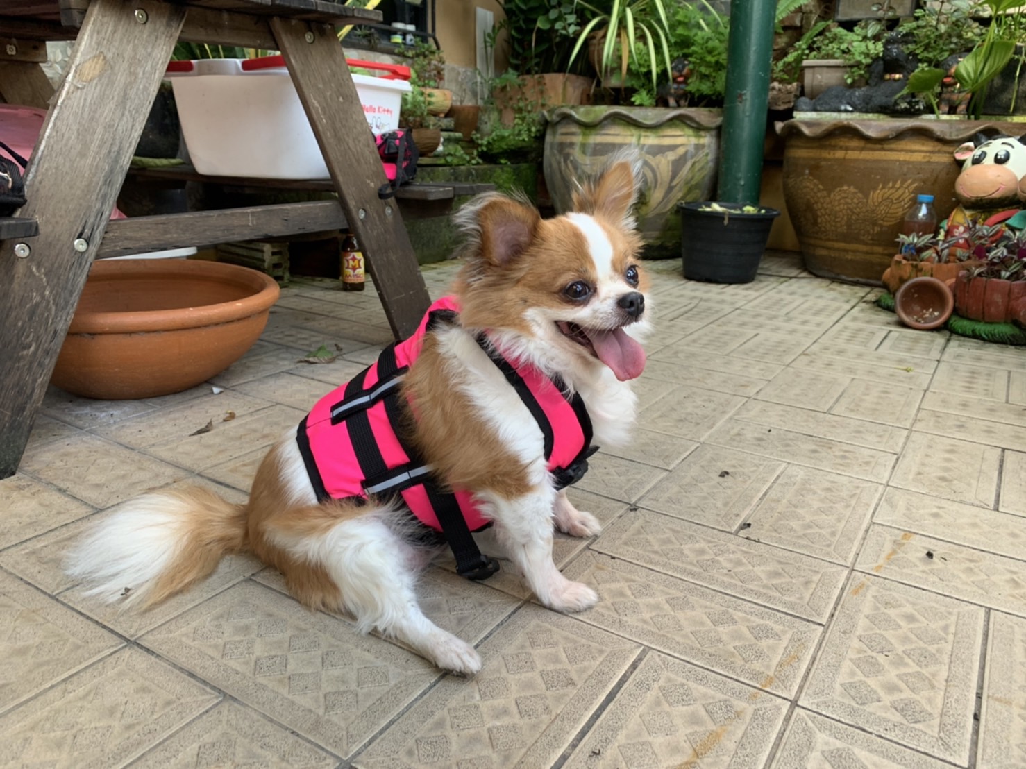 เสื้อชูชีพสุนัขแบบเสื้อกล้าม : สีชมพู