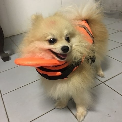 เสื้อชูชีพสุนัข Dogtalog แบบมีรองคอถอดได้ : สีส้ม