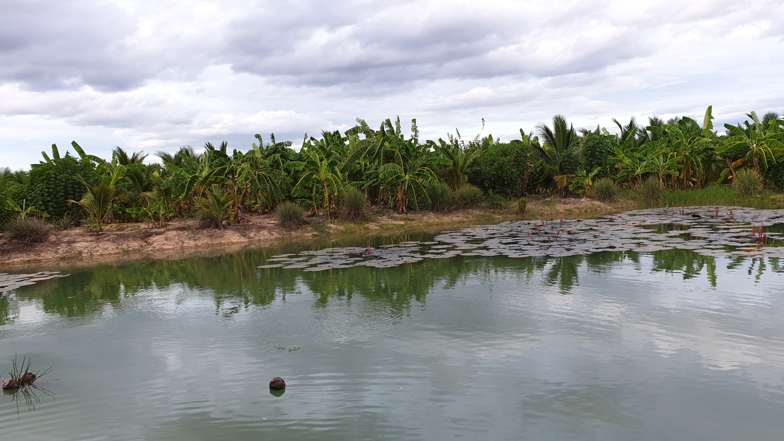 💰ขายแล้ว💰ขายที่ดินสวนมะพร้าวน้ำหอม อ.อู่ทอง จ.สุพรรณบุรี เนื้อที่ 20 ไร่ พร้อมบ้านสวยพร้อมอยู่ ขายยกแปลง 12 ล้าน บรรยากาศดี สงบ ร่มรื่น น้ำท่า อุดมสมบูรณ์