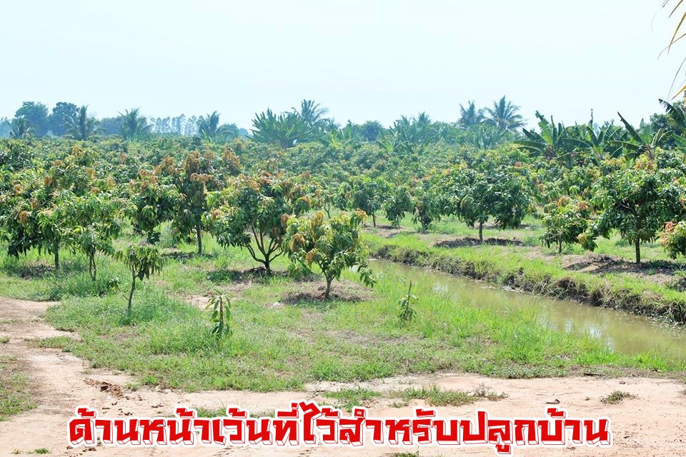 💰ขายแล้ว💰ขายสวนมะม่วงน้ำดอกไม้สีทอง ใกล้คลองชลประทาน ติดถนนราดยาง อ.เมือง จ.สุพรรบุรี เนื้อที่ 3 ไร่ 75 ตรว ขายยกแปลง 1,750,000 บาท (พร้อมค่าโอน) มะม่วงน้ำดอกไม้สีทอง ประมาณ 300 ต้น มะม่วง 5 ปี หน้ากว้างติดถนน 30 เมตร ลึก 200 เมตร