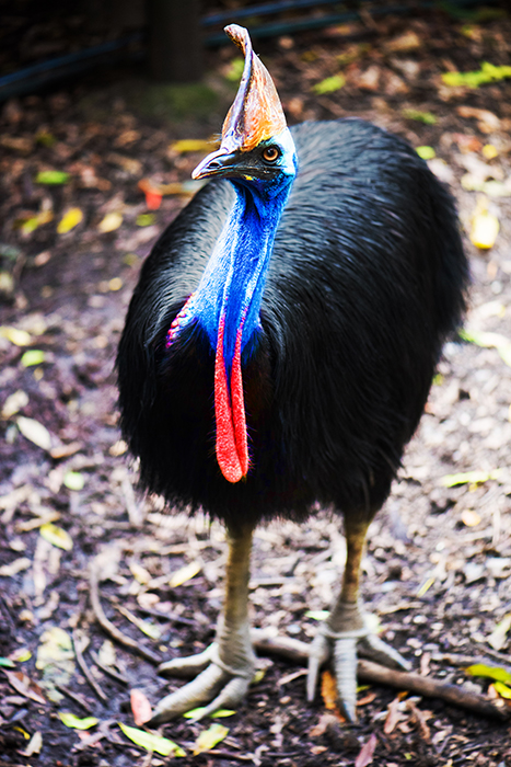 นาฬิกา Casio G-Shock RANGEMAN only Japan Limited Collaboration model WILDLIFE PROMISING 2020 รุ่น GW-9406KJ-2JR (วางขายในญี่ปุ่นเท่านั้น) ของแท้ รับประกัน1ปี