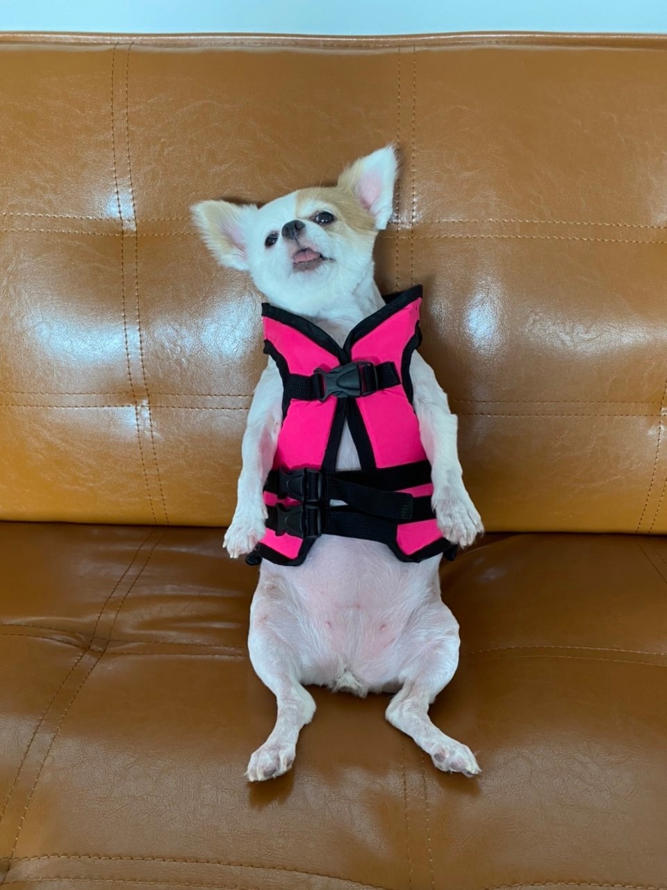 เสื้อชูชีพสุนัขแบบเสื้อกล้าม : สีชมพู