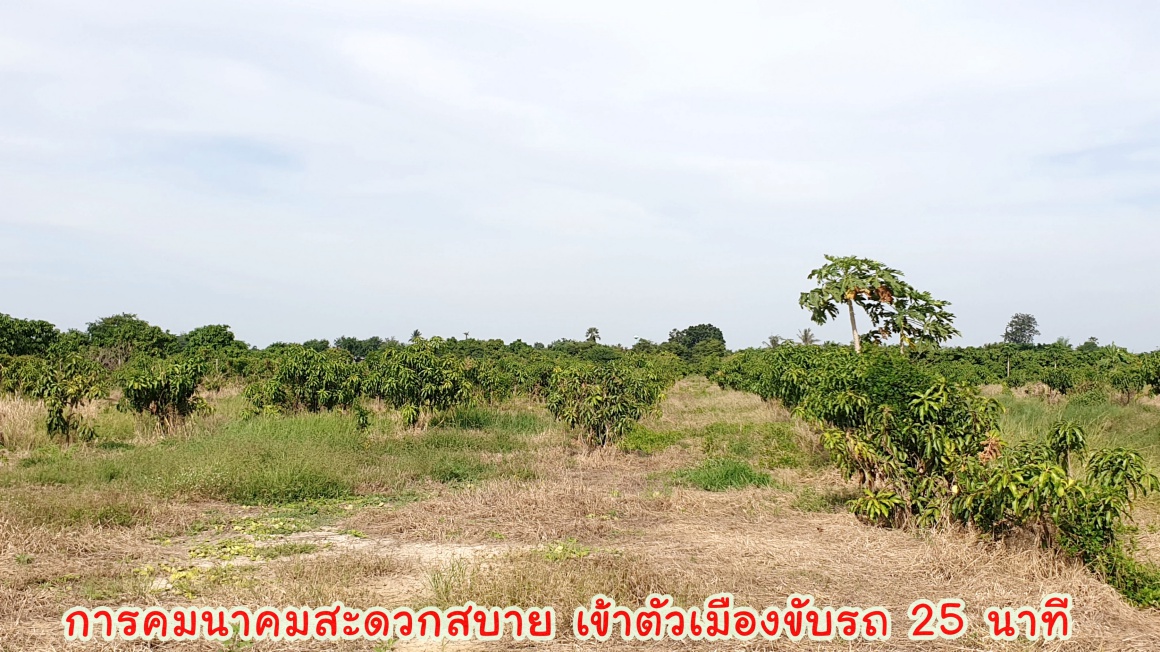 💰ติดทรัพย์💰ขายสวนมะม่วงน้ำดอกไม้สีทอง 6 ไร่ 3 งาน 70 ตารางวา ขายยกแปลง 4.8 ล้าน อ.เมือง จ.สุพรรณบุรี หน้ากว้างติดถนน 64 เมตร ลึก 172 เมตร ที่ดินติดถนนลาดยางทางหลวงชนบท 3006