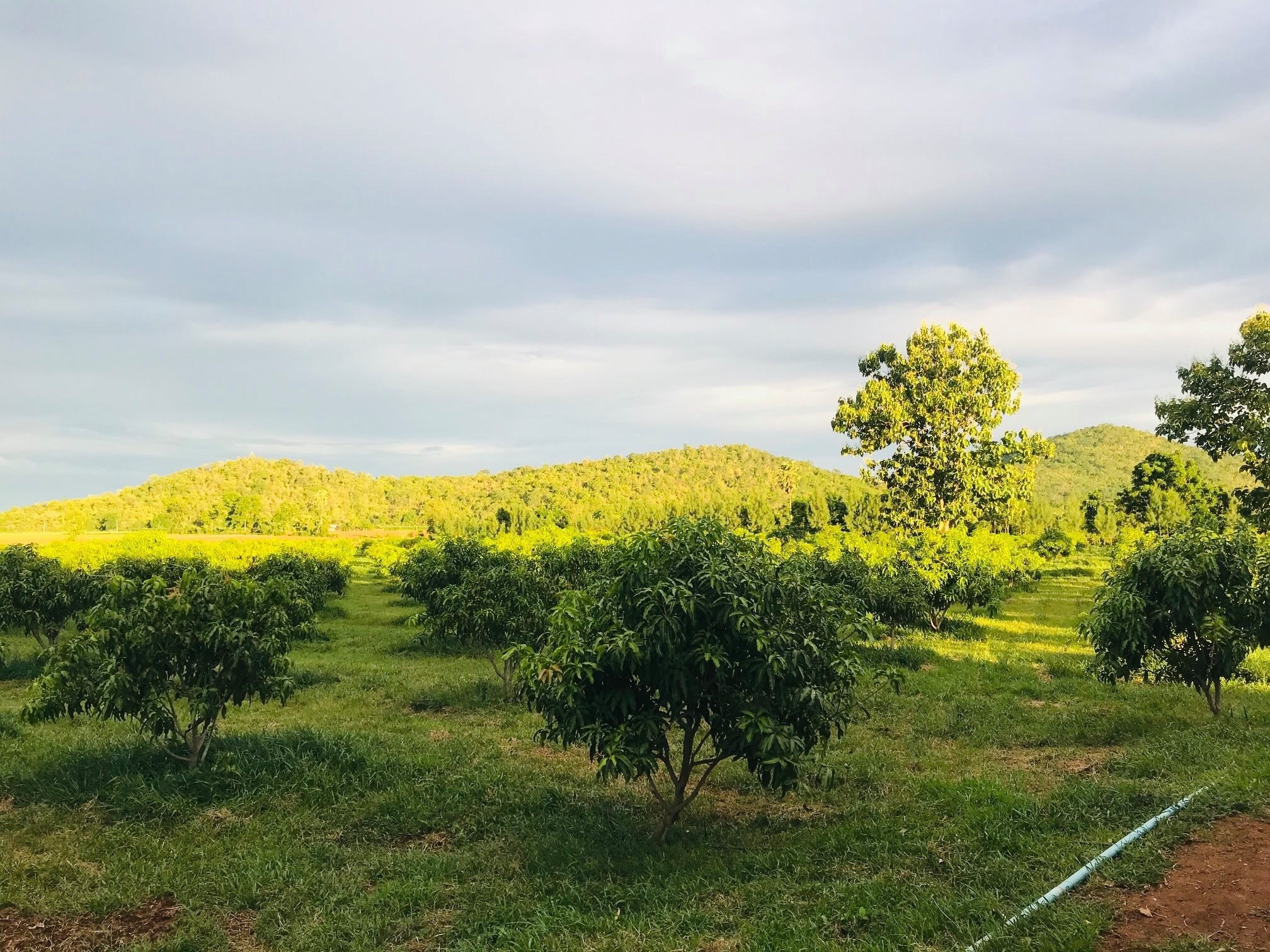 🌈ขายแล้ว🌈ขายที่ดินสวนมะม่วง อ.อู่ทอง จ. สุพรรณบุรี เนื้อที่ 29-1-21 ไร่ ไร่ละ 2.2 แสน น้ำ-ไฟ เข้าถึง ที่สวยบรรยากาศดี วิวทิวทัศน์สวยงาม วิวภูเขา ใกล้แหล่งชุมชน