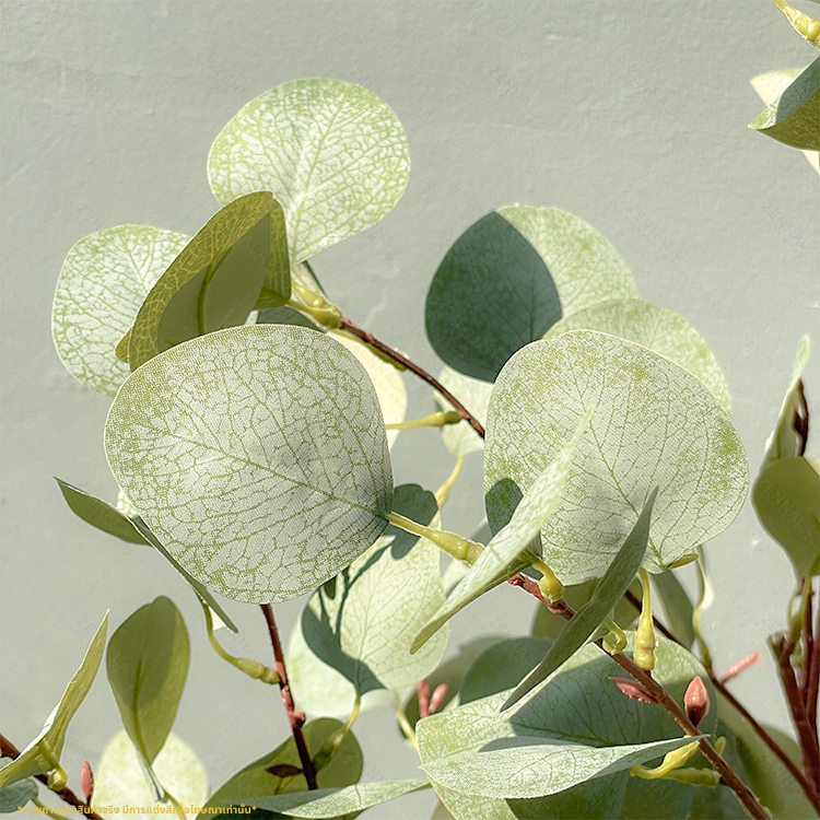 ต้นยูคาลิปตัส ใบกลม Eucalyptus Tree