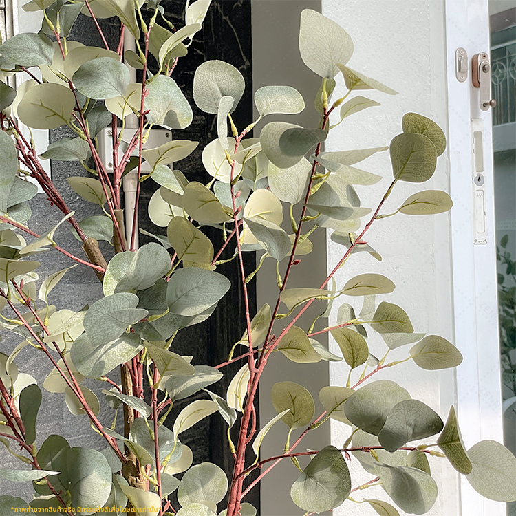 ต้นยูคาลิปตัส ใบกลม Eucalyptus Tree