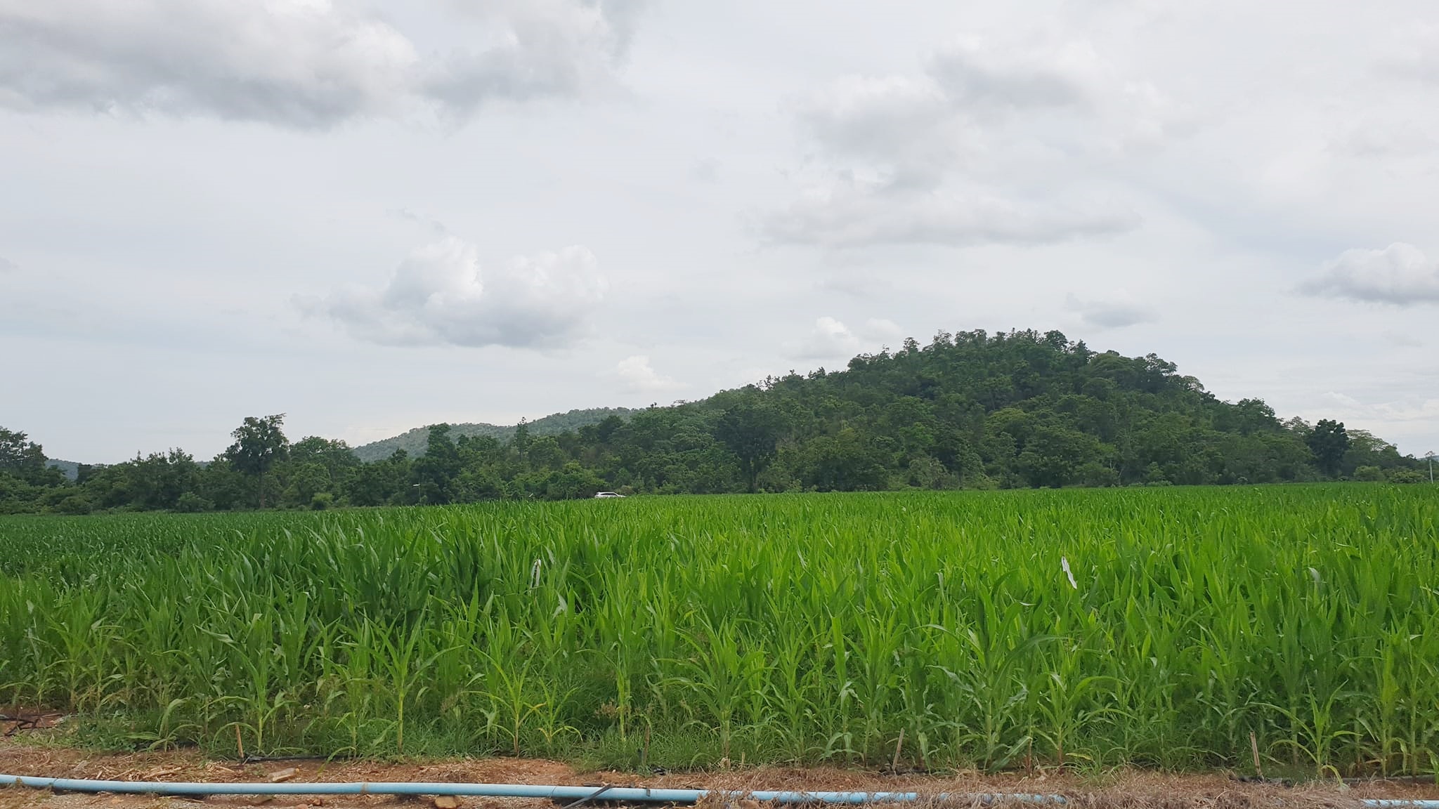 ขายที่ดินวิวภูเขา ชัดรอบทิศ วิวร้อยล้าน ขายราคาหลักแสน ต.พลับพลาไชย อ.อู่ทอง จ.สุพรรณบุรี เนื้อที่ 11 ไร่ 2 งาน 28 ตรว ไร่ละ 480,000 บ. ทางสาธารณะกว้าง 6 เมตร วิวเขา 180 องศา จากถนนทางหลวงชนบทลาดยางเข้ามาประมาณ 80 เมตร ดินดี ที่สวย บรรยากาศดี วิวภูเขารอบท