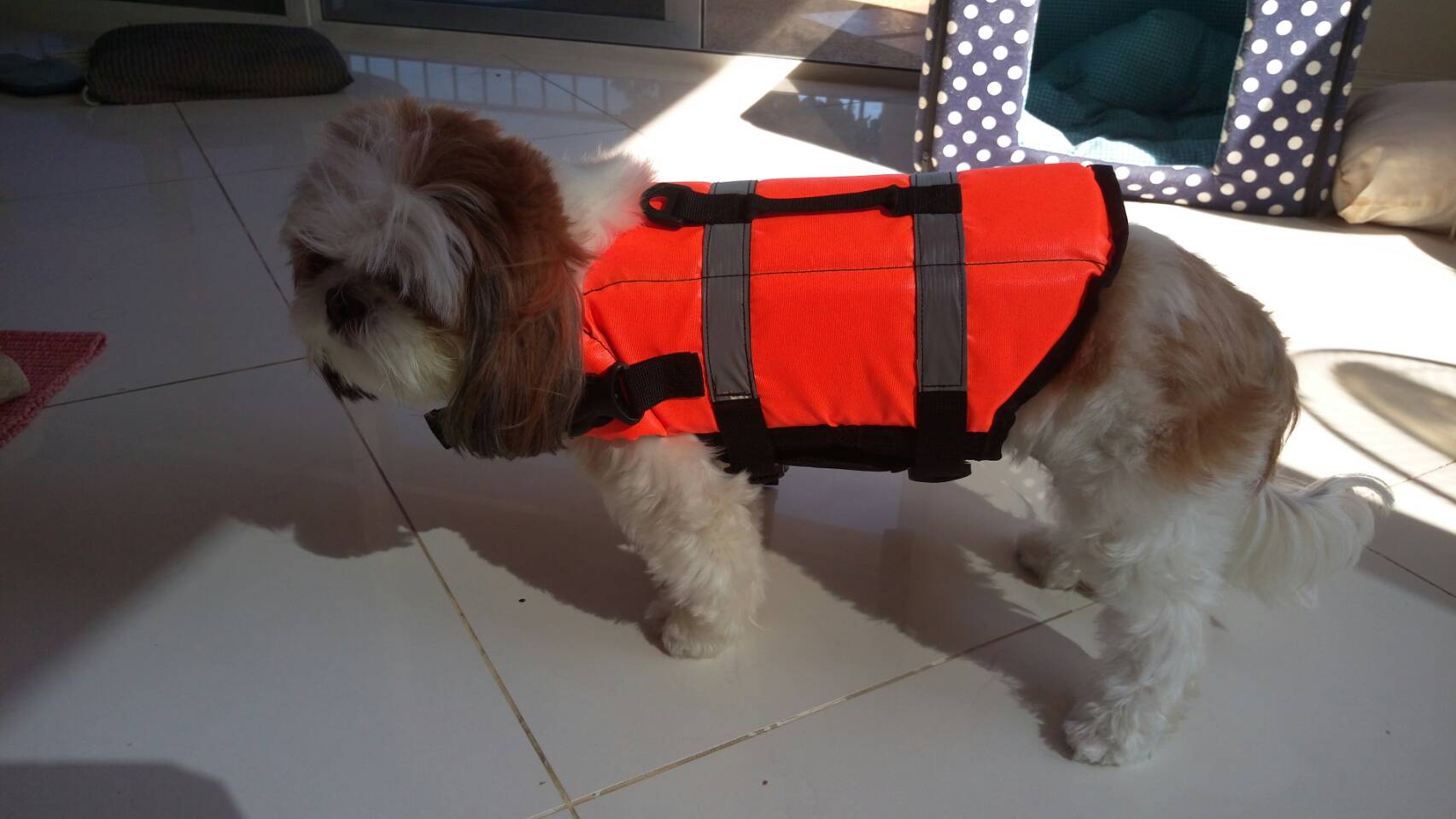 เสื้อชูชีพสุนัข Dogtalog แบบมีรองคอถอดได้ : สีส้ม