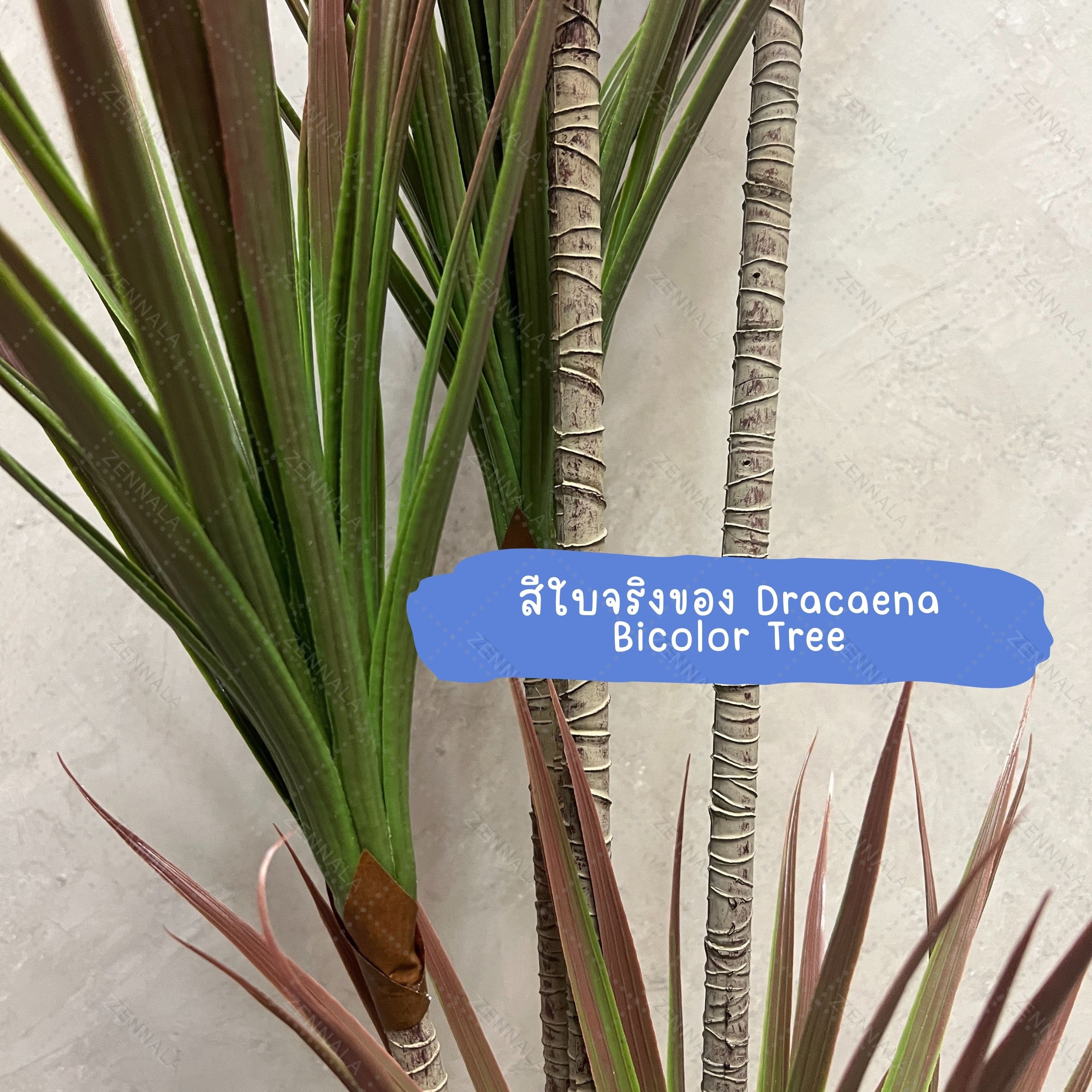 ต้น Dracaena Bicolor 150cm (เข็มริมแดง)