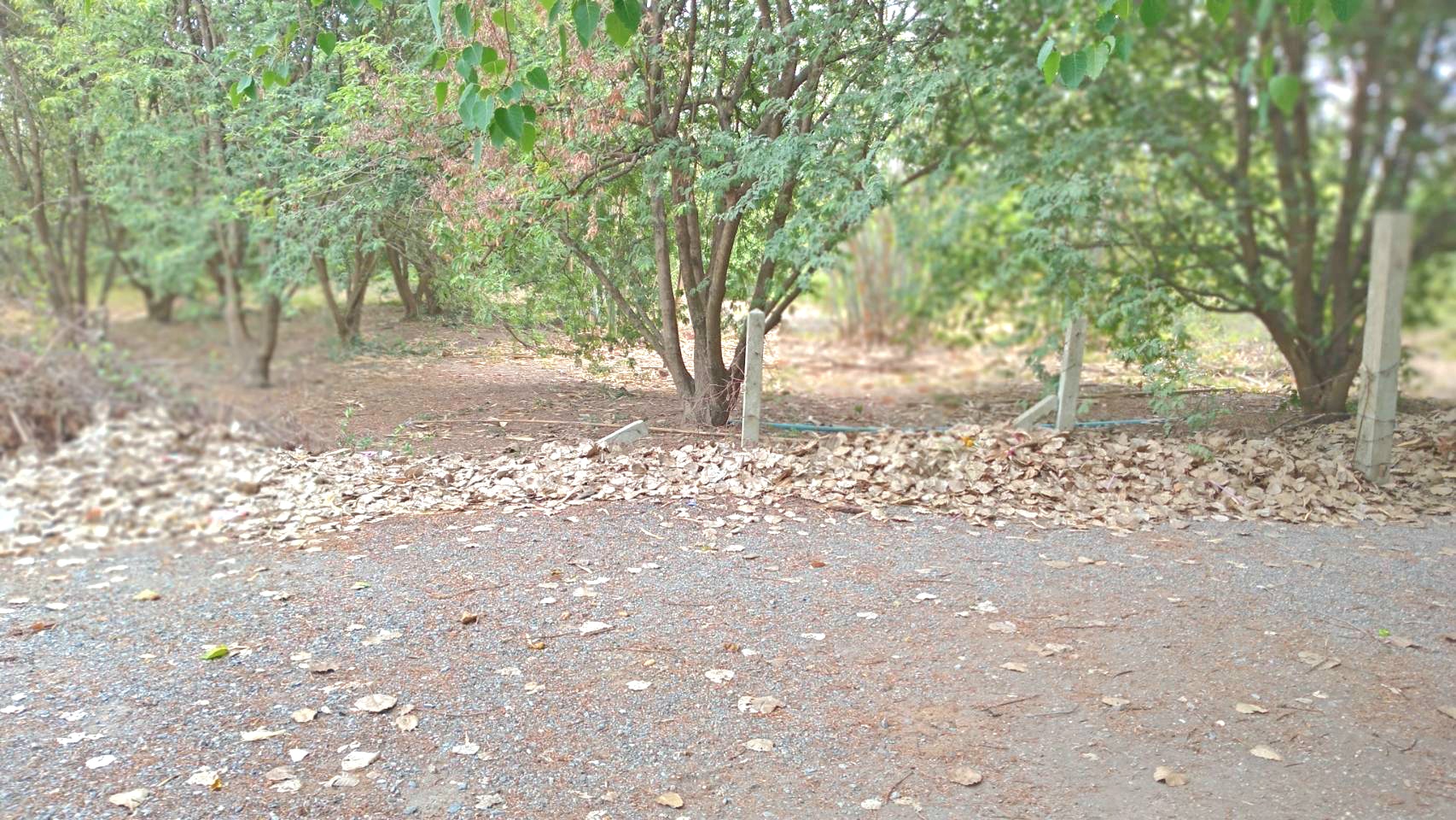 ขายที่ดินริมน้ำท่าจีน ทำเลทอง ต.สามชุก อ.สามชุก จ.สุพรรณบุรี 5 ไร่ 2 งาน 93 ตร.วา 💰 ราคาขาย: ไร่ละ 2.4 ล้าน วิวสวยเหมาะพักผ่อน ที่ดินติดถนนคอนกรีต เดินทางสะดวก เพียง 200 เมตรจากถนนสายเอเชีย (340)