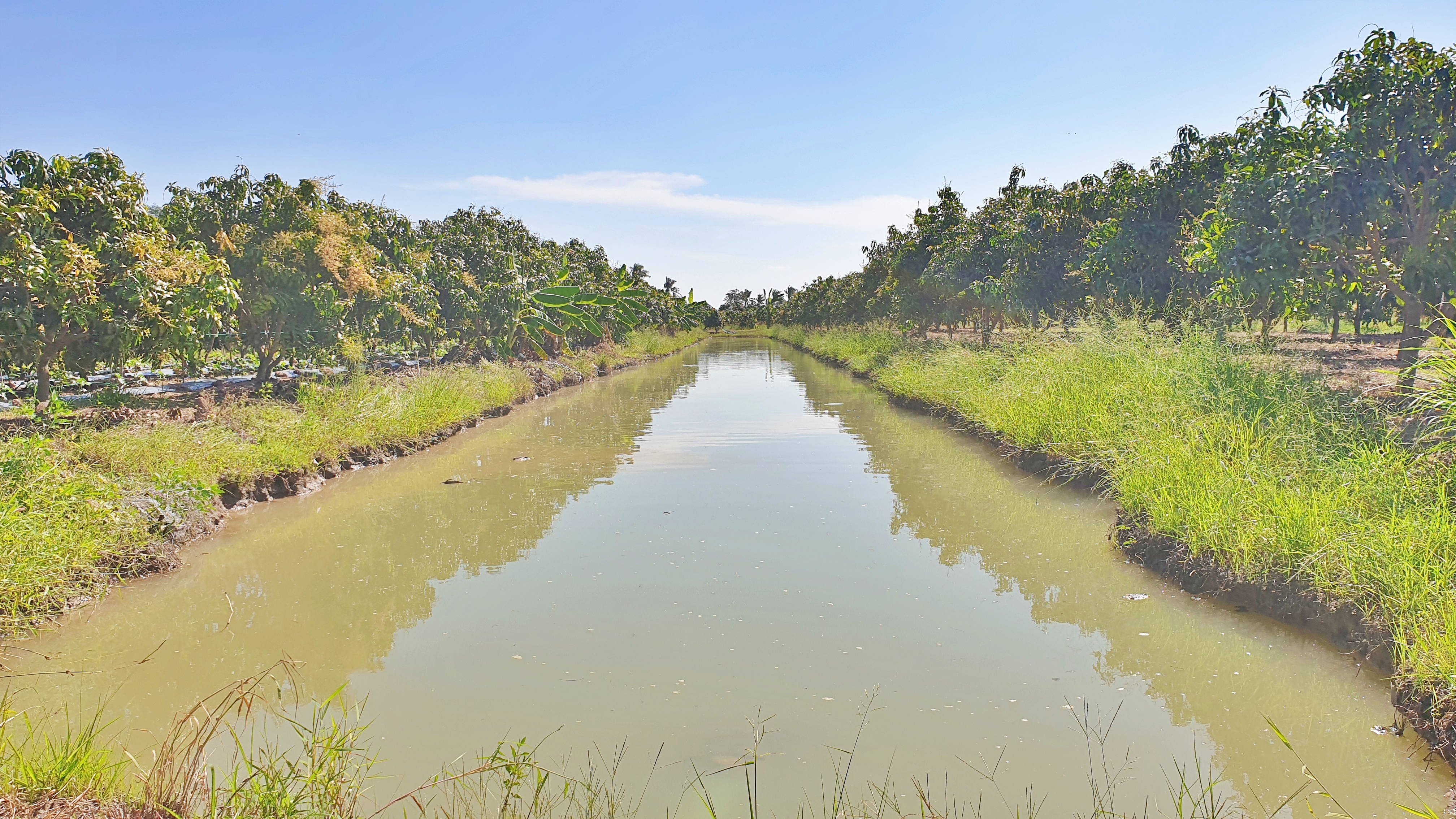 💰ขายแล้ว💰ขายสวนมะม่วงน้ำดอกไม้สีทอง เนื้อที่ 3 ไร่ ขายยกแปลง 1,600,000 รวมค่าโอน+ภาษี แปลงสวยมาก ติดถนนลาดยาง มะม่วงสวยดูแลอย่างดี ต.สนามคลี อ.เมือง จ.สุพรรณบุรี