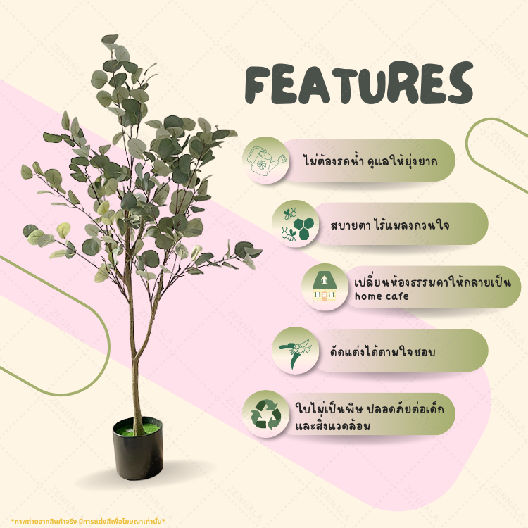 ต้นยูคาลิปตัส ใบกลม Eucalyptus Tree