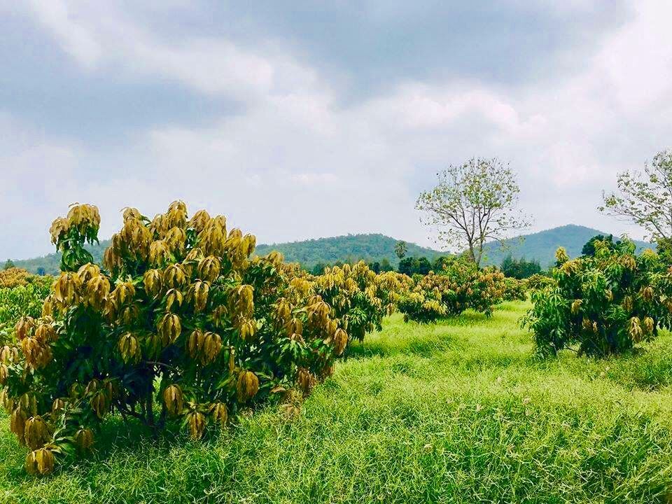 🌈ขายแล้ว🌈ขายที่ดินสวนมะม่วง อ.อู่ทอง จ. สุพรรณบุรี เนื้อที่ 29-1-21 ไร่ ไร่ละ 2.2 แสน น้ำ-ไฟ เข้าถึง ที่สวยบรรยากาศดี วิวทิวทัศน์สวยงาม วิวภูเขา ใกล้แหล่งชุมชน