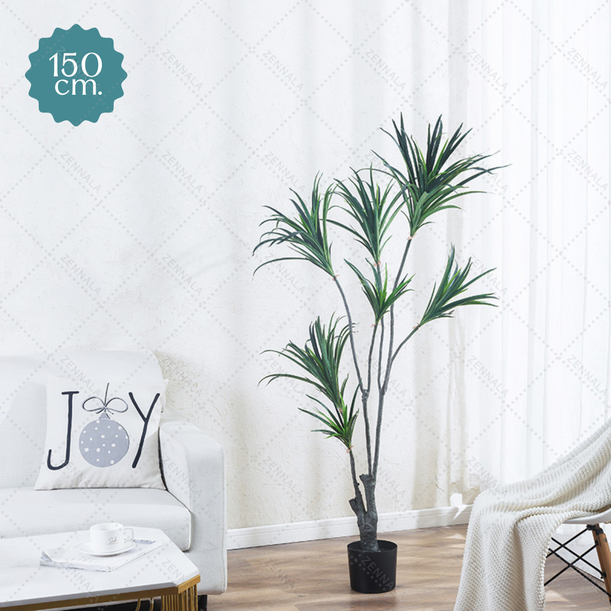ต้น Dracaena Dragon Tree ต้นมังกร 130cm / 150cm / 180cm