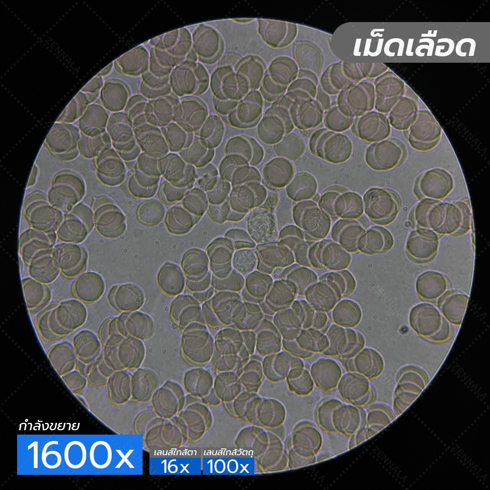 กล้องจุลทรรศน์ Trinocular 2000x ระบบ Infinity มีช่องต่อกล้อง ต่อจอเสริม รุ่น CM2000