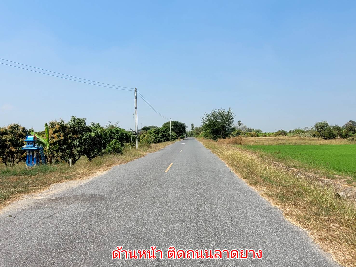 💰ขายแล้ว💰ขายบ้านเดี่ยวบ้านสวน พร้อมสวนมะม่วงน้ำดอกไม้สีทอง เนื้อที่ 2 ไร่ 3 งาน 72 ตรว ต.สนามคลี อ.เมือง จ.สุพรรณบุรี . ติดถนนลาดยาง หน้ากว้าง 24 เมตร ลึกยาว 200 เมตร 🍁มะม่วงน้ำดอกไม้สีทองประมาณ 250 ต้น อา