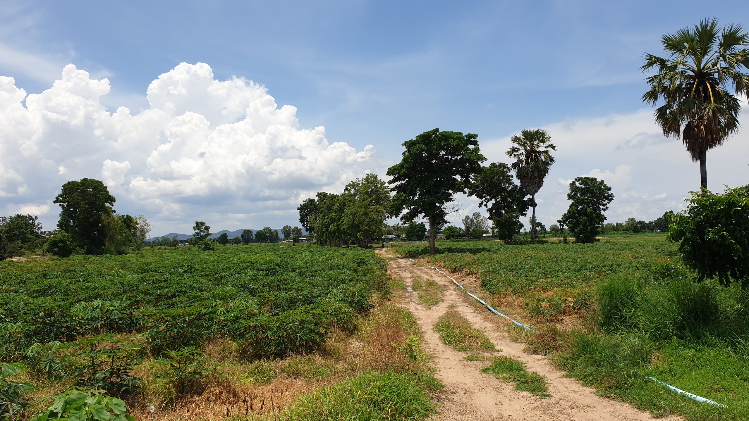 ขายที่ดินราคาถูก ดินดี น้ำดี ติดคลองใหญ่ อ.เลาขวัญ จ.กาญจนบุรี เนื้อที่ 29 ไร่ ไร่ละ 1.3 แสน อยู่ในแหล่งชุมชน ใกล้วัด ใกล้โรงเรียน รถยนต์ ไฟฟ้า นํ้า เข้าถึง