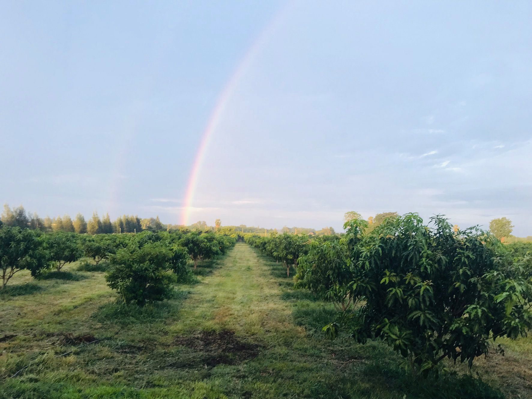 🌈ขายแล้ว🌈ขายที่ดินสวนมะม่วง อ.อู่ทอง จ. สุพรรณบุรี เนื้อที่ 29-1-21 ไร่ ไร่ละ 2.2 แสน น้ำ-ไฟ เข้าถึง ที่สวยบรรยากาศดี วิวทิวทัศน์สวยงาม วิวภูเขา ใกล้แหล่งชุมชน