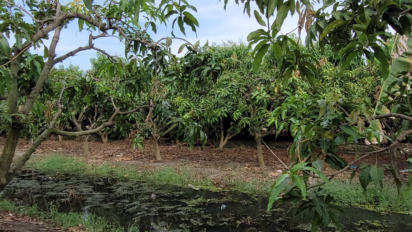 ขายบ้านพร้อมสวนมะม่วง 3 ไร่ ราคา: 3.5 ล้านบาท ติดถนนลาดยาง อ.เมือง จ.สุพรรณบุรี โอกาสทองสำหรับผู้รักบ้านสวน! กำลังมองหาบ้านพร้อมสวนผลไม้ บรรยากาศดี ร่มรื่น สงบ