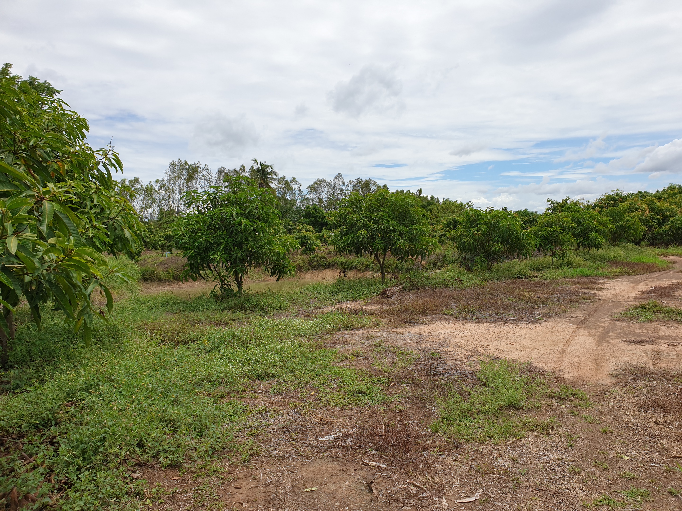💰ขายแล้ว💰ขายที่ดินสวนมะม่วง ต.สนามคลี อ.เมือง จ.สุพรรณบุรี ขายที่ดินสวนมะม่วง 7-1-50 ไร่ ไร่ละ 480,000 บาท ติดถนนทางหลวงชนบท 3006