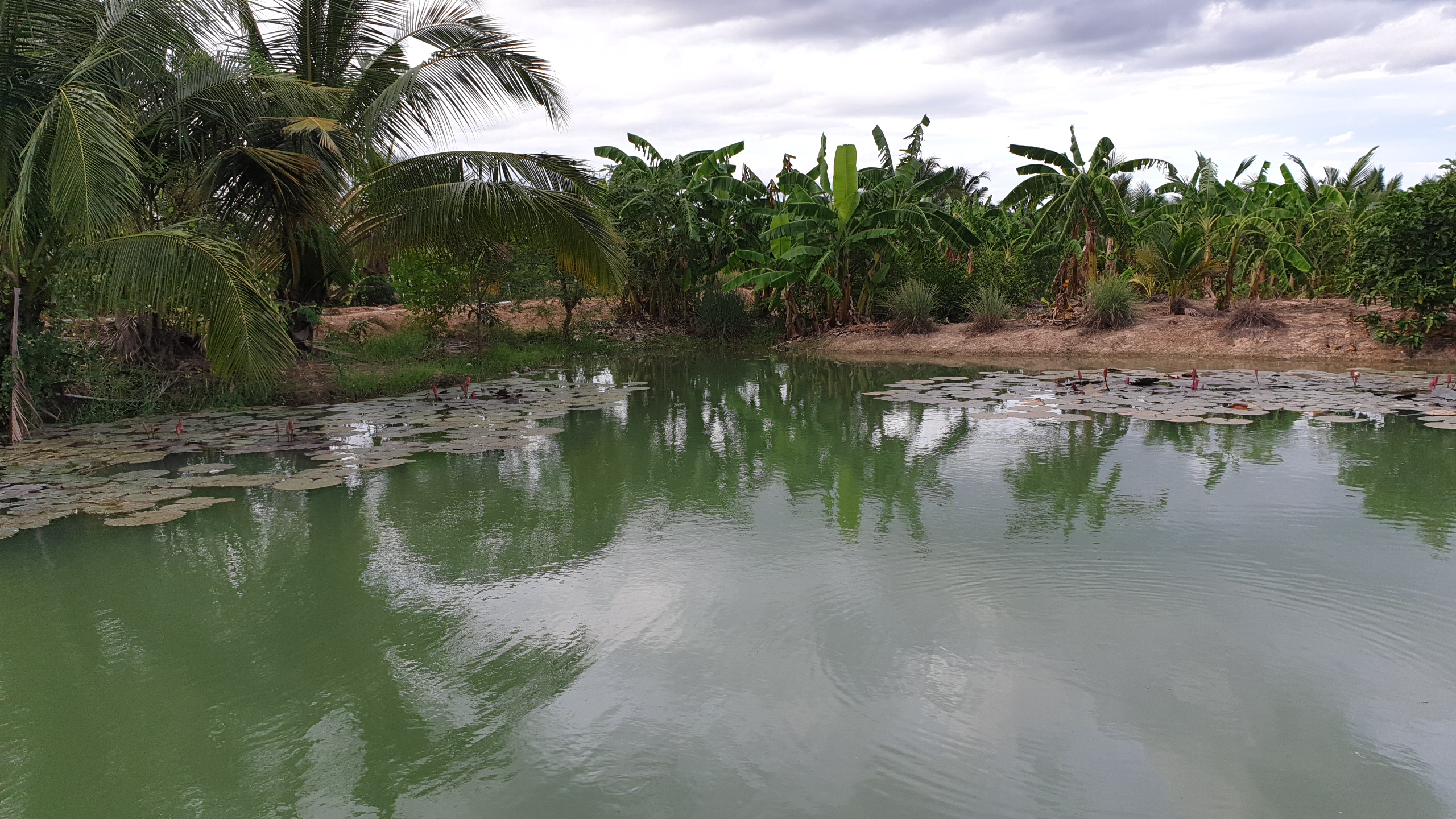 💰ขายแล้ว💰ขายที่ดินสวนมะพร้าวน้ำหอม อ.อู่ทอง จ.สุพรรณบุรี เนื้อที่ 20 ไร่ พร้อมบ้านสวยพร้อมอยู่ ขายยกแปลง 12 ล้าน บรรยากาศดี สงบ ร่มรื่น น้ำท่า อุดมสมบูรณ์